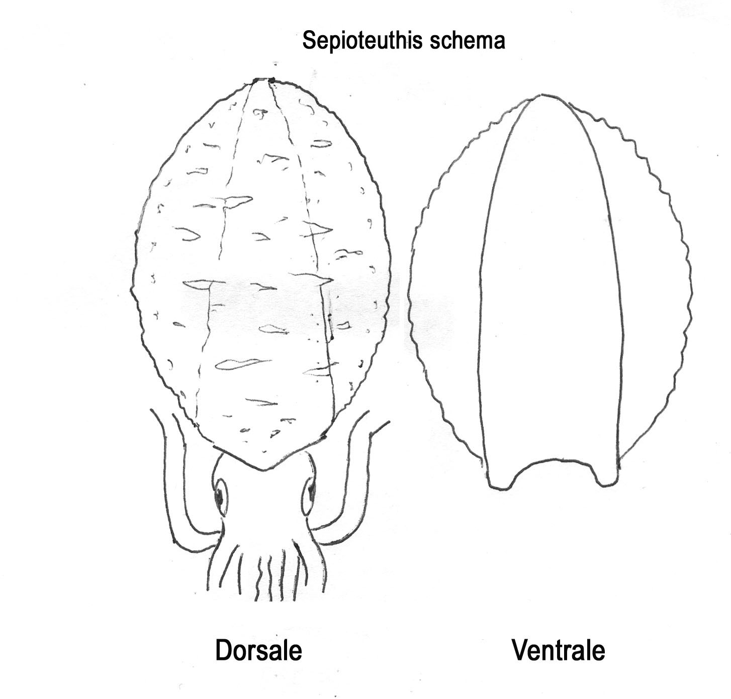 Sepioteuthis lessoniana